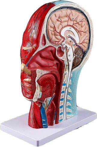 Head Muscle Model, Facial with Superficial Neurovascular and Structures, Used in Science Classrooms in Kuwait