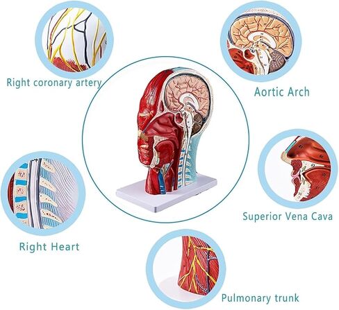 Head Muscle Model, Facial with Superficial Neurovascular and Structures, Used in Science Classrooms in Kuwait