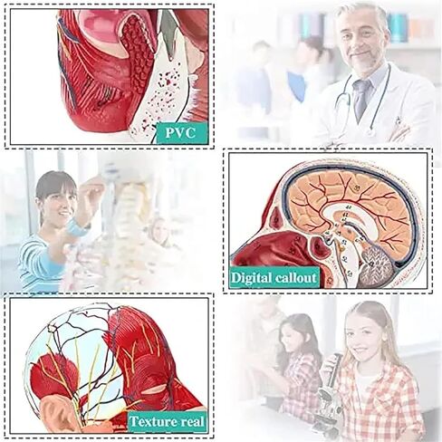 Head Muscle Model, Facial with Superficial Neurovascular and Structures, Used in Science Classrooms in Kuwait