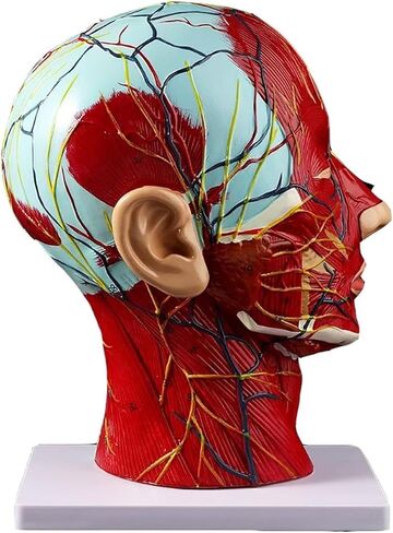 Head Muscle Model, Facial with Superficial Neurovascular and Structures, Used in Science Classrooms in Kuwait
