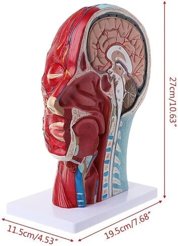 Head Muscle Model, Facial with Superficial Neurovascular and Structures, Used in Science Classrooms in Kuwait