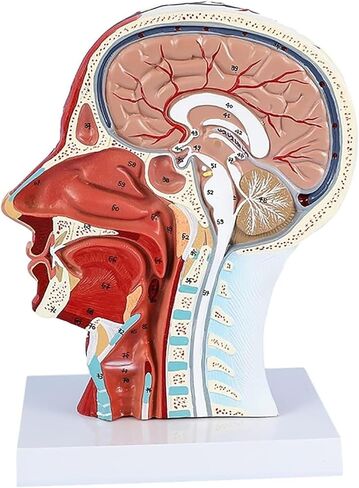Head Muscle Model, Facial with Superficial Neurovascular and Structures, Used in Science Classrooms in Kuwait