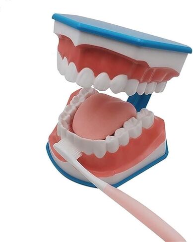 Standard Tooth Model 6 Times Larger Oral Brushing 's Floss Practice Dental Teaching Mold in Saudi Arabia