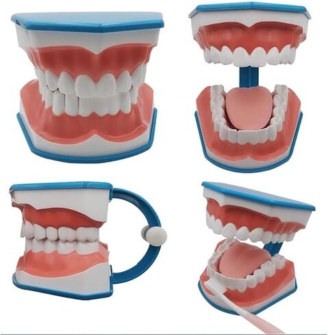 Standard Tooth Model 6 Times Larger Oral Brushing 's Floss Practice Dental Teaching Mold in Saudi Arabia