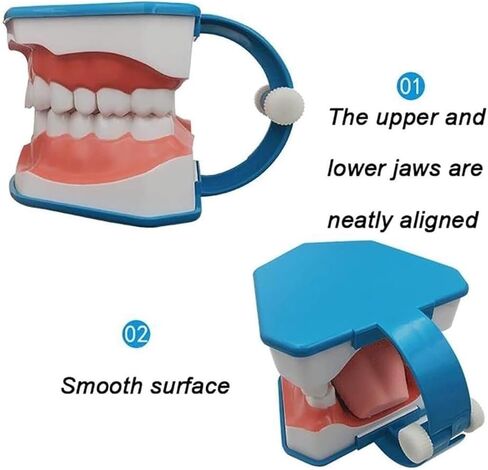 Standard Tooth Model 6 Times Larger Oral Brushing 's Floss Practice Dental Teaching Mold in Saudi Arabia