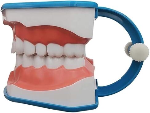 Standard Tooth Model 6 Times Larger Oral Brushing 's Floss Practice Dental Teaching Mold in Saudi Arabia
