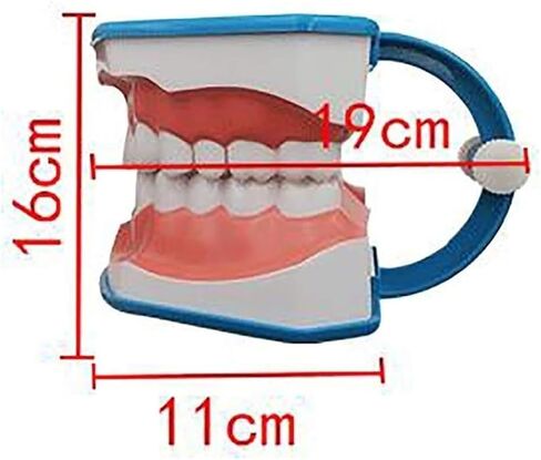 Standard Tooth Model 6 Times Larger Oral Brushing 's Floss Practice Dental Teaching Mold in Saudi Arabia