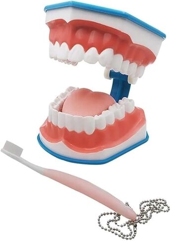 Standard Tooth Model 6 Times Larger Oral Brushing 's Floss Practice Dental Teaching Mold in Saudi Arabia