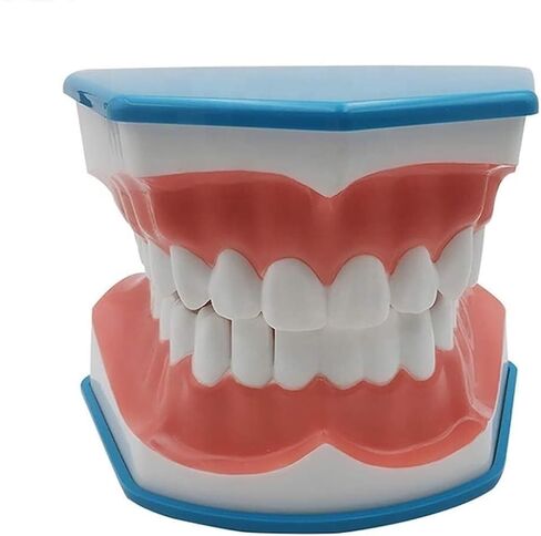 Standard Tooth Model 6 Times Larger Oral Brushing 's Floss Practice Dental Teaching Mold in Saudi Arabia