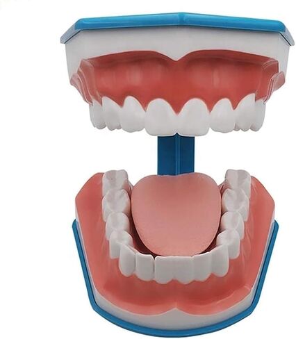Standard Tooth Model 6 Times Larger Oral Brushing 's Floss Practice Dental Teaching Mold in Saudi Arabia