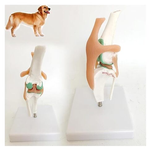 Dog Knee Joint Model, Anatomical Canine, Artificial Natural Size PVC Anatomy with Animal Skeleton in Kuwait