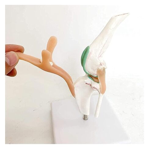 Dog Knee Joint Model, Anatomical Canine, Artificial Natural Size PVC Anatomy with Animal Skeleton in Kuwait