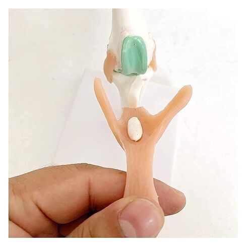 Dog Knee Joint Model, Anatomical Canine, Artificial Natural Size PVC Anatomy with Animal Skeleton in Kuwait