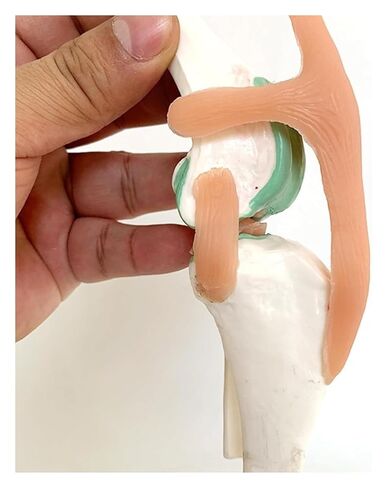 Dog Knee Joint Model, Anatomical Canine, Artificial Natural Size PVC Anatomy with Animal Skeleton in Kuwait