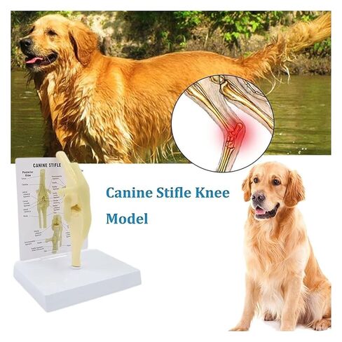 Dog Knee Joint Model, Anatomical Canine, Artificial Natural Size PVC Anatomy with Animal Skeleton in Kuwait