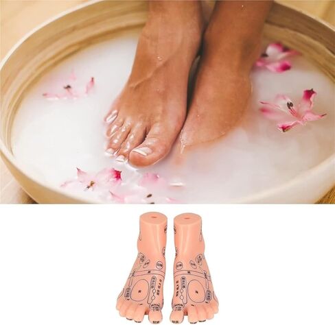 Foot Acupuncture Model, Pressure Point Massage, Suitable for Classroom Research and Teaching in Kuwait