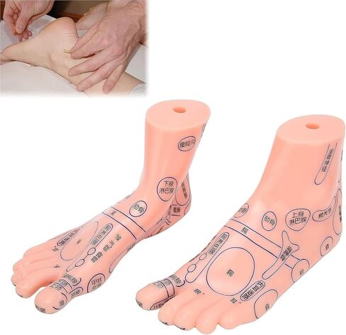Foot Acupuncture Model, Pressure Point Massage, Suitable for Classroom Research and Teaching in Kuwait