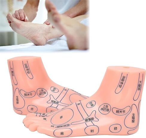 Foot Acupuncture Model, Pressure Point Massage, Suitable for Classroom Research and Teaching in Kuwait