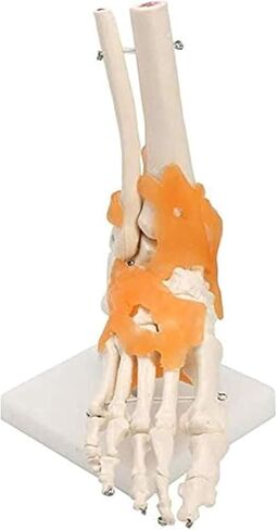 Human Body Model 1 Skeleton Ligament Ankle Joint Statue Sculpture Anatomy Medicine in Saudi Arabia