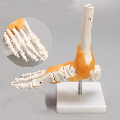 Human Body Model 1 Skeleton Ligament Ankle Joint Statue Sculpture Anatomy Medicine in Saudi Arabia