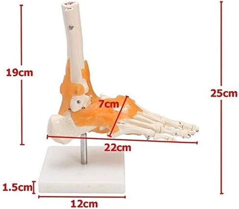 Human Body Model 1 Skeleton Ligament Ankle Joint Statue Sculpture Anatomy Medicine in Saudi Arabia