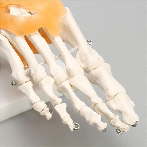 Human Body Model 1 Skeleton Ligament Ankle Joint Statue Sculpture Anatomy Medicine in Saudi Arabia