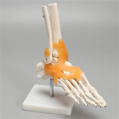 Human Body Model 1 Skeleton Ligament Ankle Joint Statue Sculpture Anatomy Medicine in Saudi Arabia