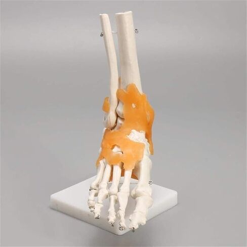 Human Body Model 1 Skeleton Ligament Ankle Joint Statue Sculpture Anatomy Medicine in Saudi Arabia