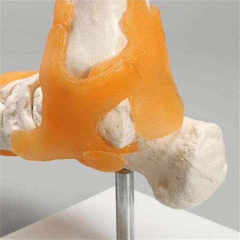 Human Body Model 1 Skeleton Ligament Ankle Joint Statue Sculpture Anatomy Medicine in Saudi Arabia