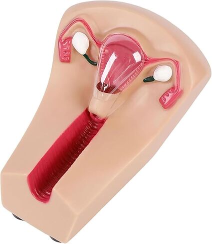 Female Intrauterine Device Training Model, PVC Transparent Uterus and Ovary, Guide, Insertion and Removal in Saudi Arabia