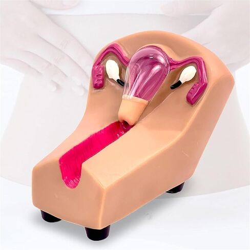Female Intrauterine Device Training Model, PVC Transparent Uterus and Ovary, Guide, Insertion and Removal in Saudi Arabia
