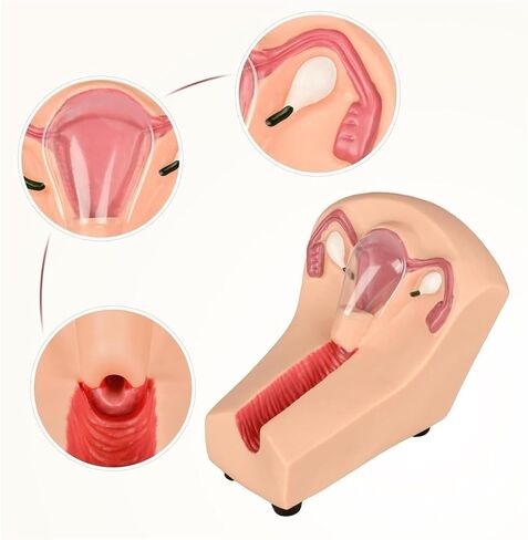 Female Intrauterine Device Training Model, PVC Transparent Uterus and Ovary, Guide, Insertion and Removal in Saudi Arabia