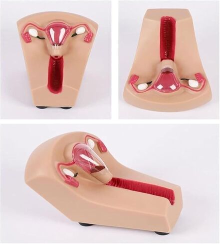 Female Intrauterine Device Training Model, PVC Transparent Uterus and Ovary, Guide, Insertion and Removal in Saudi Arabia