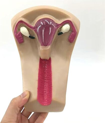 Female Intrauterine Device Training Model, PVC Transparent Uterus and Ovary, Guide, Insertion and Removal in Saudi Arabia