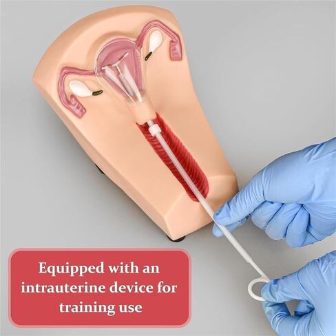 Female Intrauterine Device Training Model, PVC Transparent Uterus and Ovary, Guide, Insertion and Removal in Saudi Arabia