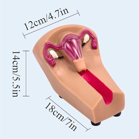 Female Intrauterine Device Training Model, PVC Transparent Uterus and Ovary, Guide, Insertion and Removal in Saudi Arabia