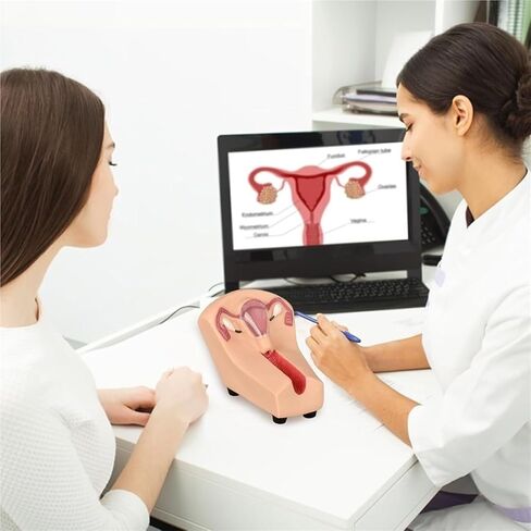 Female Intrauterine Device Training Model, PVC Transparent Uterus and Ovary, Guide, Insertion and Removal in Saudi Arabia