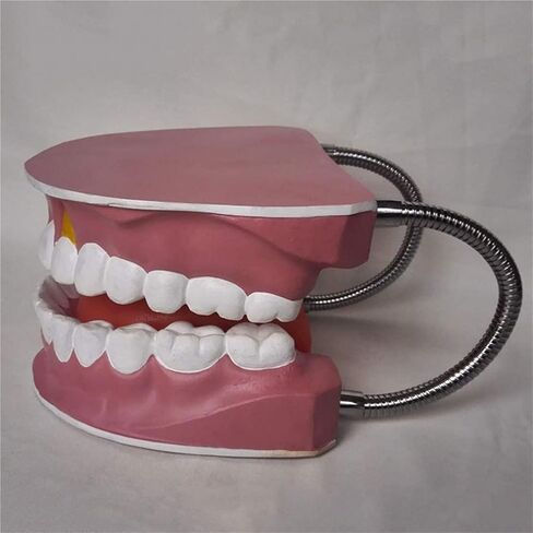 Dental Anatomy Model, Gingival Structure, Showcasing Medical Laboratory Supplies in Kuwait