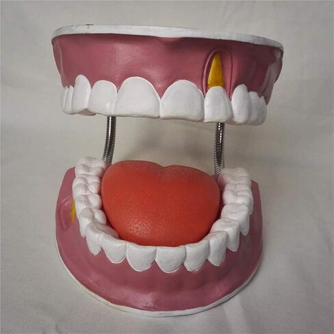 Dental Anatomy Model, Gingival Structure, Showcasing Medical Laboratory Supplies in Kuwait