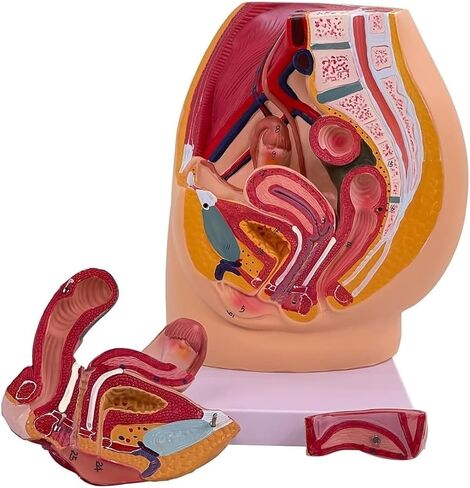 Pelvic Model, Pelvic Floor Muscle Section with Reproductive Vessels, Used for Medical Teaching in Saudi Arabia