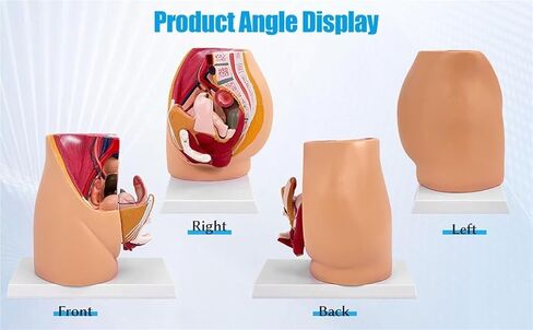 Pelvic Model, Pelvic Floor Muscle Section with Reproductive Vessels, Used for Medical Teaching in Saudi Arabia