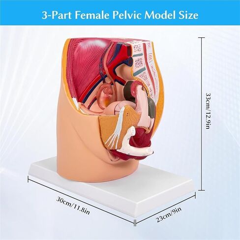 Pelvic Model, Pelvic Floor Muscle Section with Reproductive Vessels, Used for Medical Teaching in Saudi Arabia