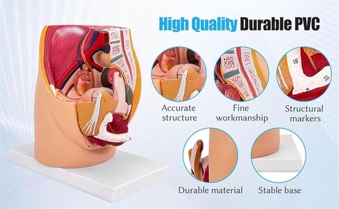 Pelvic Model, Pelvic Floor Muscle Section with Reproductive Vessels, Used for Medical Teaching in Saudi Arabia