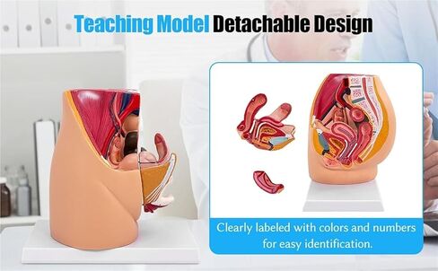 Pelvic Model, Pelvic Floor Muscle Section with Reproductive Vessels, Used for Medical Teaching in Saudi Arabia