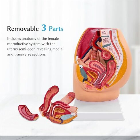Pelvic Model, Pelvic Floor Muscle Section with Reproductive Vessels, Used for Medical Teaching in Saudi Arabia
