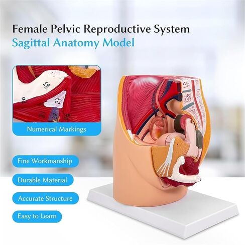 Pelvic Model, Pelvic Floor Muscle Section with Reproductive Vessels, Used for Medical Teaching in Saudi Arabia