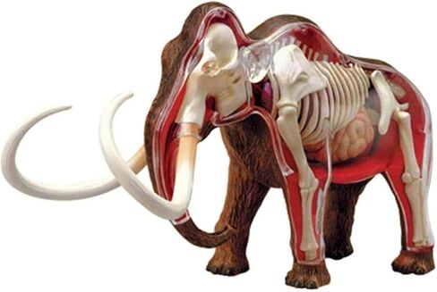 4D Elephant Anatomy Model, Capable of disassembling 30 Organ Skeletons, Suitable for Medical Education in Saudi Arabia