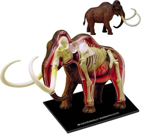 4D Elephant Anatomy Model, Capable of disassembling 30 Organ Skeletons, Suitable for Medical Education in Saudi Arabia