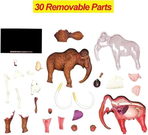 4D Elephant Anatomy Model, Capable of disassembling 30 Organ Skeletons, Suitable for Medical Education in Saudi Arabia