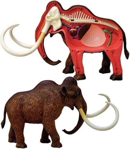 4D Elephant Anatomy Model, Capable of disassembling 30 Organ Skeletons, Suitable for Medical Education in Saudi Arabia